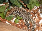 Paco the Argentine Tegu